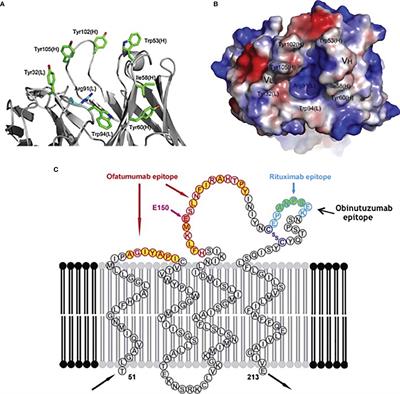 New and Old Anti-CD20 Monoclonal Antibodies for Nephrotic Syndrome. Where We Are?